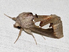 Antiophlebia bracteata