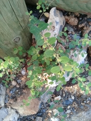 Phyllanthus neoleonensis