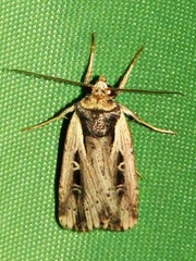 Axylia annularis