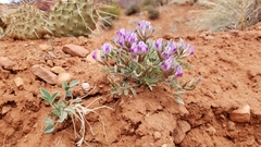 Astragalus piscator