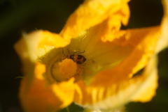 Aulacophora hilaris
