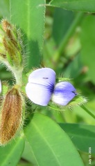 Crotalaria sessiliflora