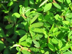 Kummerowia stipulacea