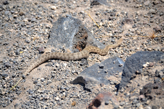 Macrovipera lebetinus