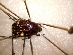 Euphoria leucographa