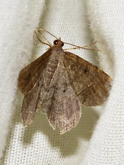 Chiasmia confuscata