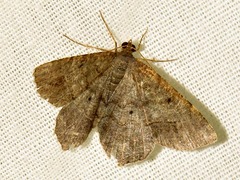 Chiasmia confuscata