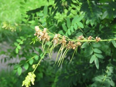 Sophora flavescens