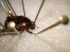 Euphoria leucographa