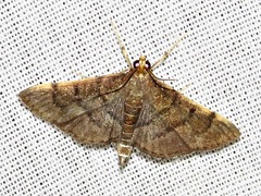 Herpetogramma mutualis