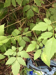 Cardiospermum microcarpum