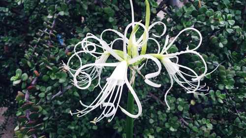 Ismene longipetala