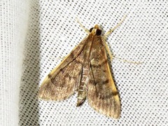 Herpetogramma mutualis
