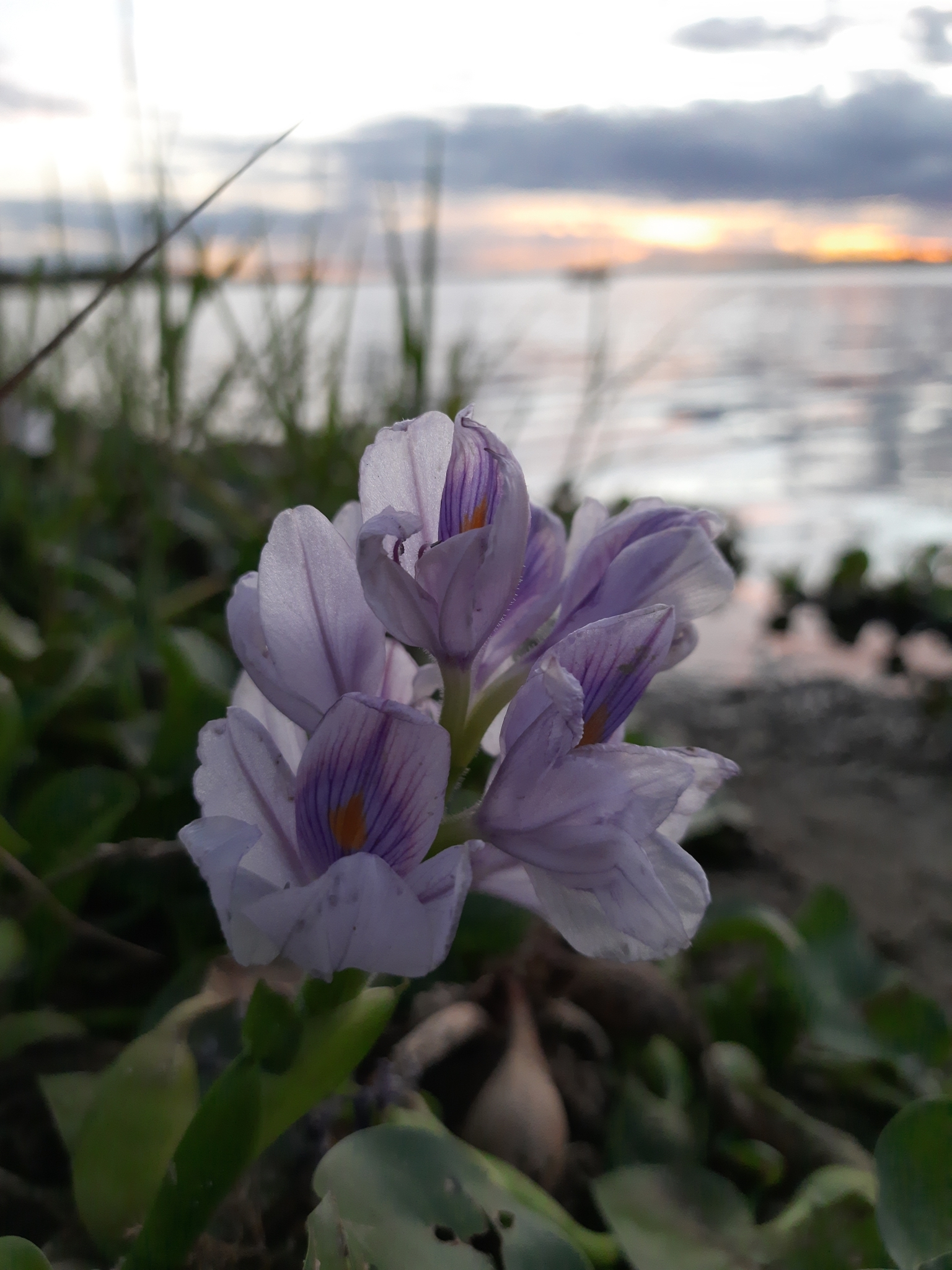 Pontederia crassipes