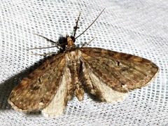 Eupithecia infelix