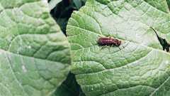 Polistes weyrauchorum