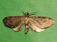 Eupithecia infelix