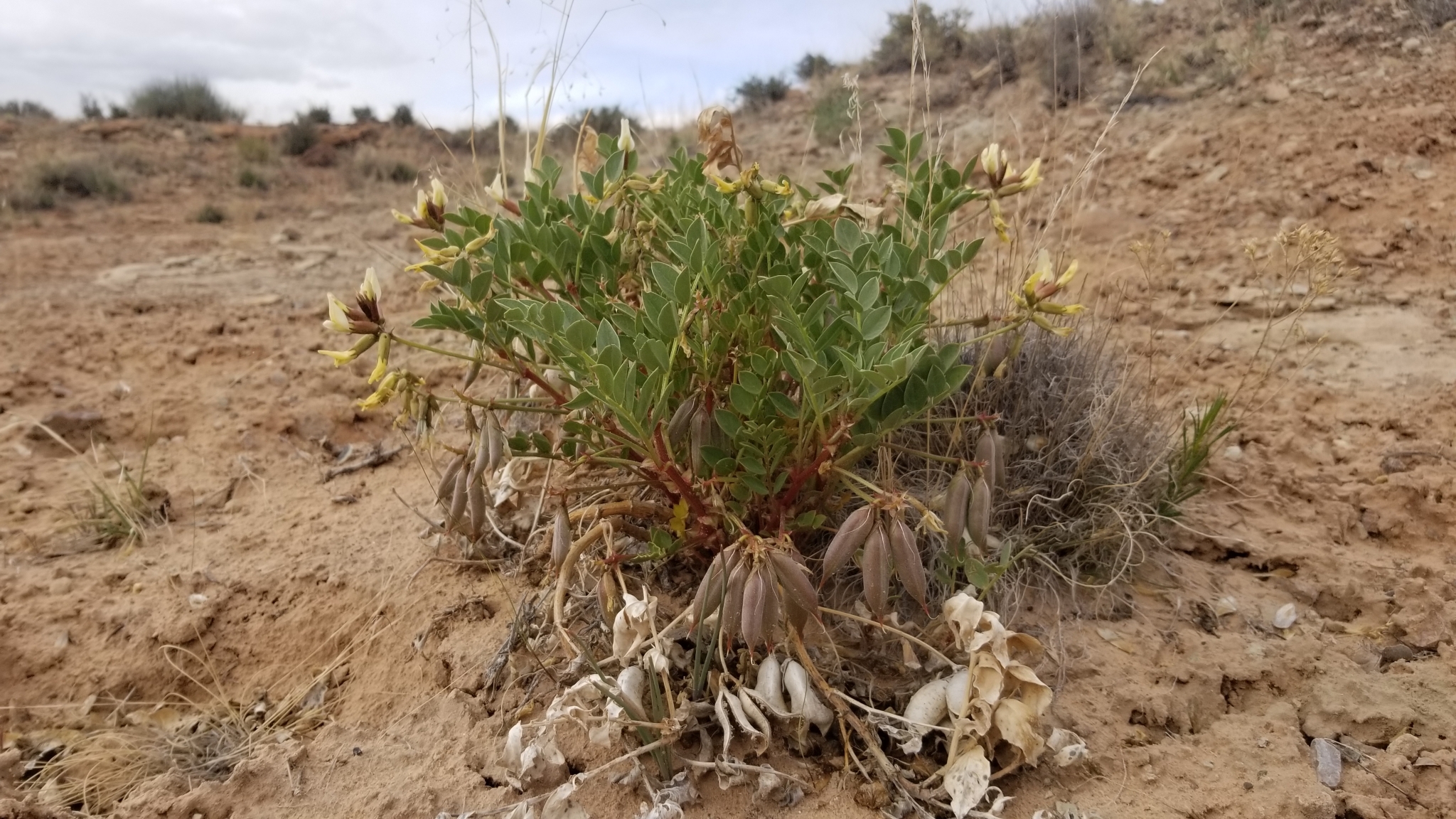 Astragalus sabulosus var. vehiculus