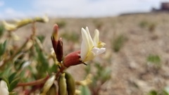 Astragalus sabulosus