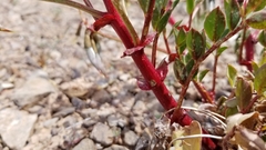 Astragalus sabulosus