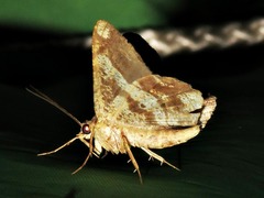 Chiasmia umbrata