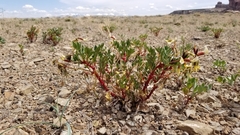 Astragalus sabulosus