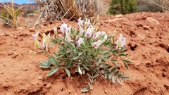 Astragalus piscator
