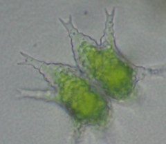 Staurastrum furcigerum