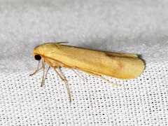 Hypagoptera rufeola