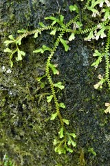 Selaginella obtusa