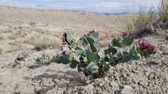 Astragalus asclepiadoides