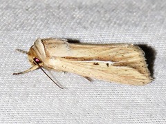 Mythimna tacuna