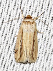 Mythimna tacuna