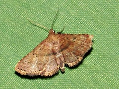 Cerynea thermesialis