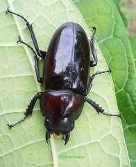 Prosopocoilus