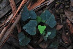 Echinostephia aculeata