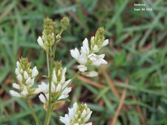 Lespedeza tomentosa