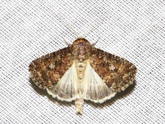 Condica capensis
