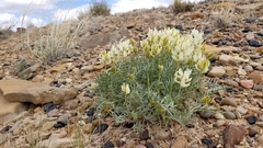 Astragalus flavus