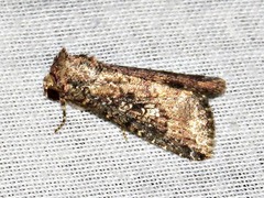Condica capensis