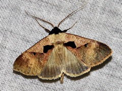 Anoba atriplaga
