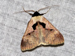 Anoba atriplaga