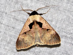 Anoba atriplaga