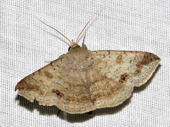 Ericeia congressa