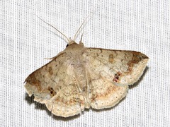 Ericeia congressa
