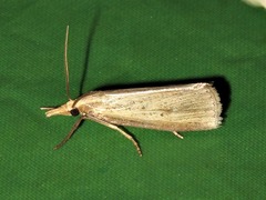 Calamotropha