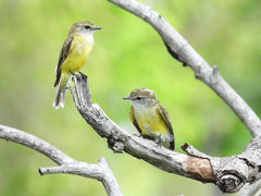 Microeca flavigaster