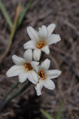 Cyrtanthus loddigesianus