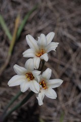 Cyrtanthus loddigesianus
