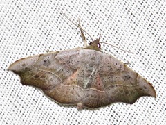 Maxera